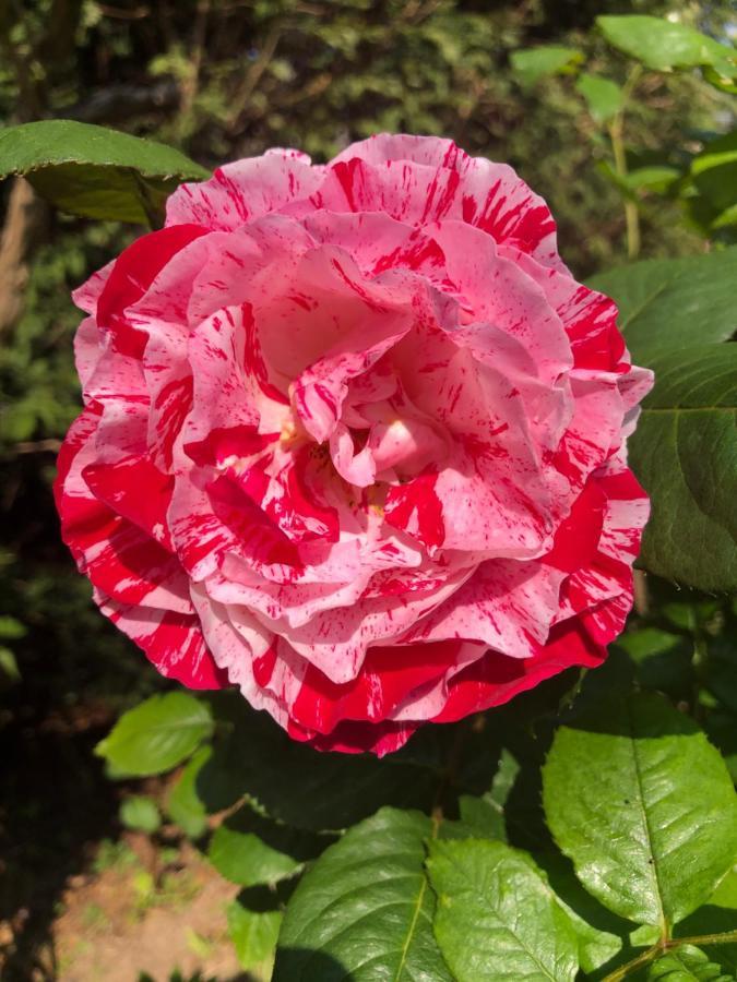 Le Chai De La Rose Spa Et Seances Bien Etre Doué-la-Fontaine Dış mekan fotoğraf
