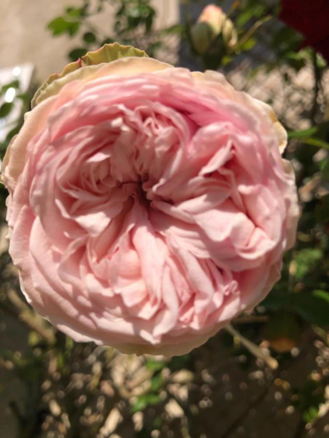 Le Chai De La Rose Spa Et Seances Bien Etre Doué-la-Fontaine Dış mekan fotoğraf