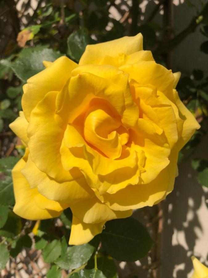 Le Chai De La Rose Spa Et Seances Bien Etre Doué-la-Fontaine Dış mekan fotoğraf