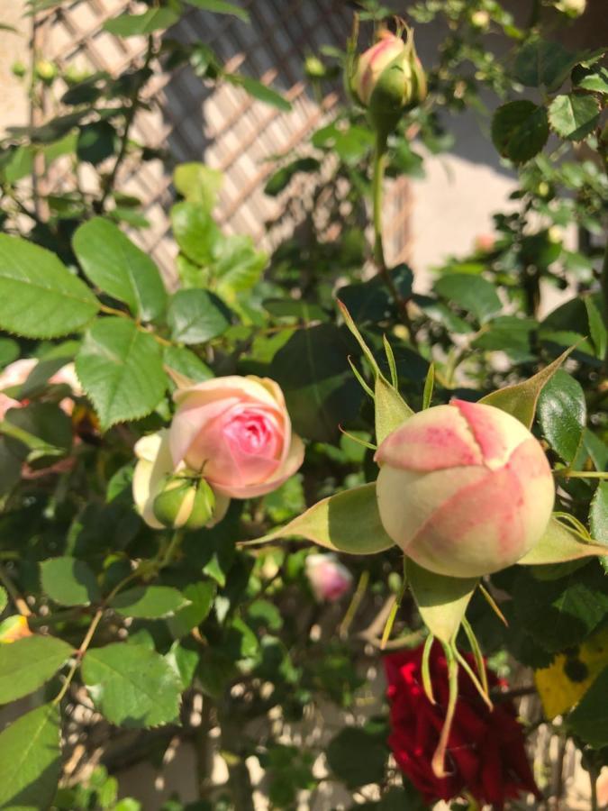 Le Chai De La Rose Spa Et Seances Bien Etre Doué-la-Fontaine Dış mekan fotoğraf
