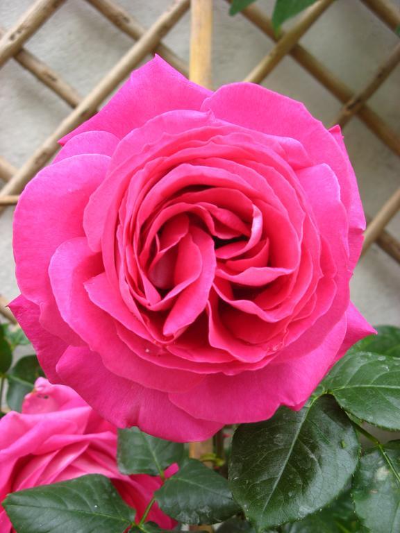 Le Chai De La Rose Spa Et Seances Bien Etre Doué-la-Fontaine Dış mekan fotoğraf